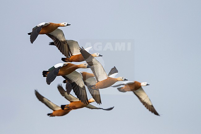Ruddy Shelduck - Rostgans - Tadorna ferruginea, Germany stock-image by Agami/Ralph Martin,