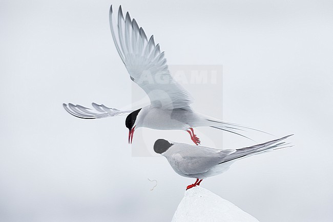 Arctic Tern (Sterna paradisaea), adult male  bringing a nuptial gift to the female, Southern Region, Iceland stock-image by Agami/Saverio Gatto,