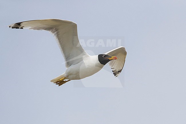 Reuzenzwartkopmeeuw; Pallas's Gull; Ichthyaetus ichthyaetus stock-image by Agami/Daniele Occhiato,