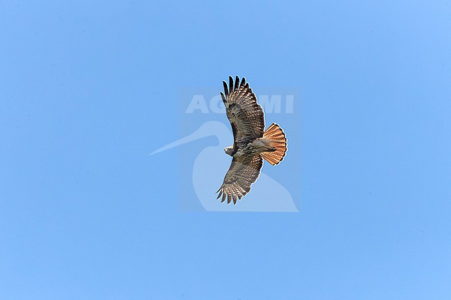 Red-tailed Hawk (Buteo jamaicensis) in flight. stock-image by Agami/David Monticelli,