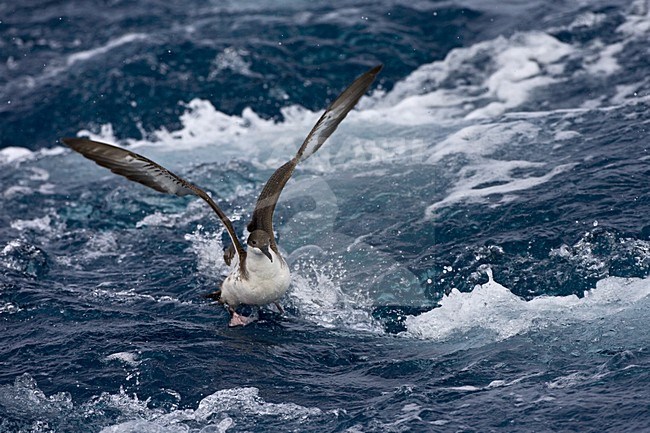 Grote Pijlstormvogel op volle zee; Great Shearwater out at sea stock-image by Agami/Marc Guyt,
