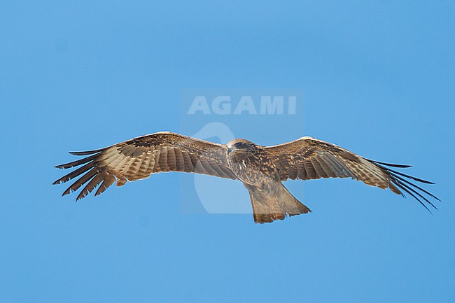 Hybrid (Eastern) Black Kite, Milvus migrans migrans x lineatus, Kazakhstan, second-year bird in flight seen from below. stock-image by Agami/Ralph Martin,