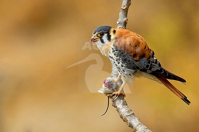 American Kestrel (Falco sparverius) eating a rodent. stock-image by Agami/Dubi Shapiro,
