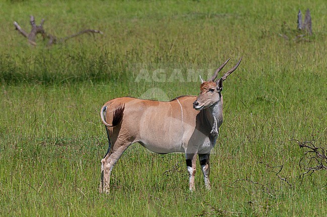 Portrait of an eland, Taurotragus oryx. Masai Mara National Reserve, Kenya. stock-image by Agami/Sergio Pitamitz,