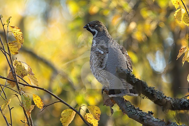 Hazel Grouse (Tetrastes bonasia), side view of a male against colorful autumn background in Lapland, Finland stock-image by Agami/Kari Eischer,