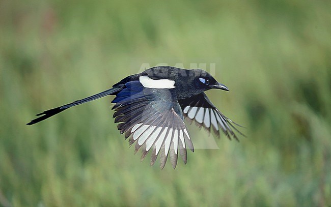 Maghreb Magpie (Pica mauretanica) in flight stock-image by Agami/Dick Forsman,