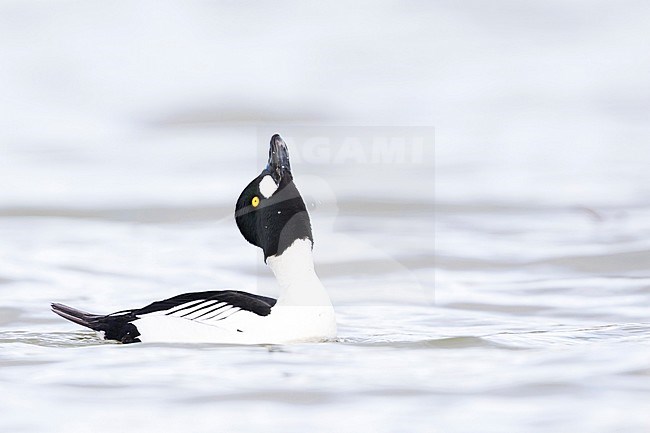 Adult male Common Goldeneye (Bucephala clangula) showing courtship display behaviour on a freshwater lake in Germany during early spring. stock-image by Agami/Ralph Martin,