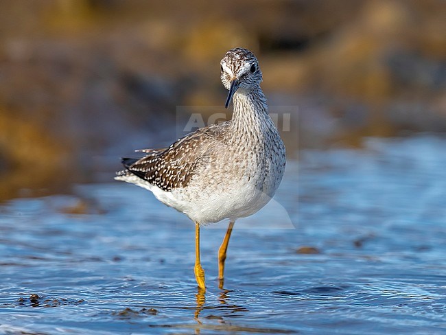 Lesser Yellowlegs standing in shallow water. stock-image by Agami/Vincent Legrand,