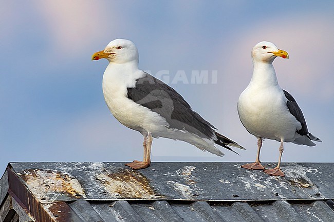 Adult Great Black-backed Gull, Larus marinus, perched on a roof top in a harbour of Norway. stock-image by Agami/Daniele Occhiato,