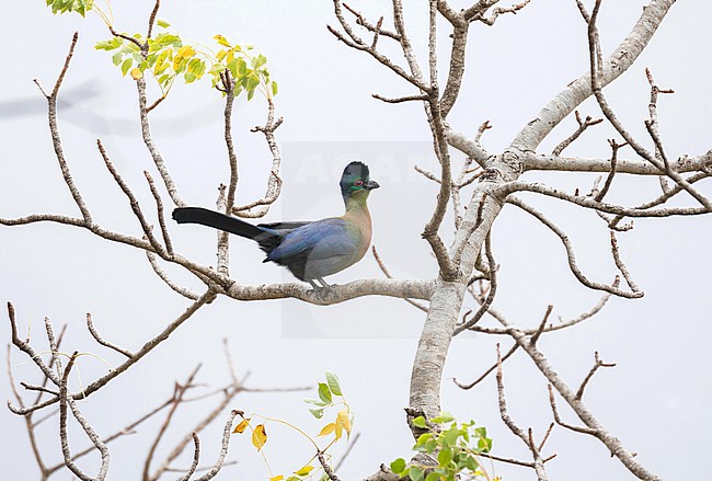 Purple-crested Turaco (Gallirex porphyreolophus) in South Africa. stock-image by Agami/Pete Morris,