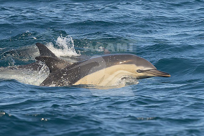Commons dolphins (Delphinus delphis) appearing on the surface, with the sea as background. stock-image by Agami/Sylvain Reyt,