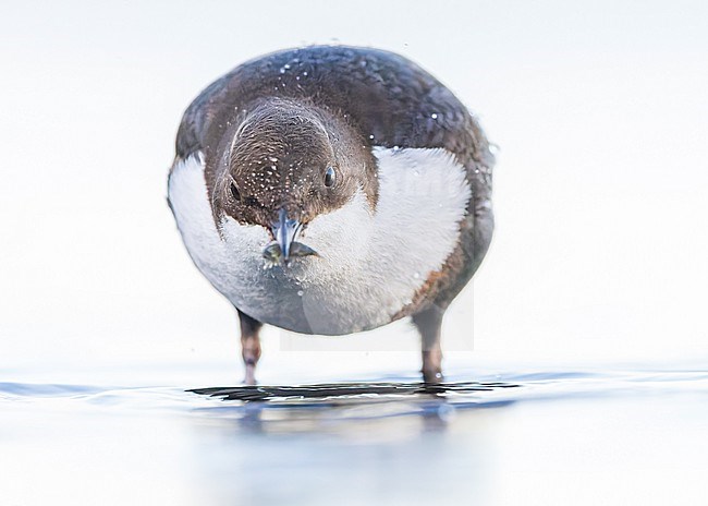 White-throated Dipper ssp cinlus (Cinclus cinclus cinclus, Black-bellied Dipper) stock-image by Agami/Lennart Verheuvel,