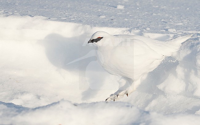 Ptarmigan (Lagopus mutus) wintering in arctic conditions in arctic Finland. stock-image by Agami/Markus Varesvuo,