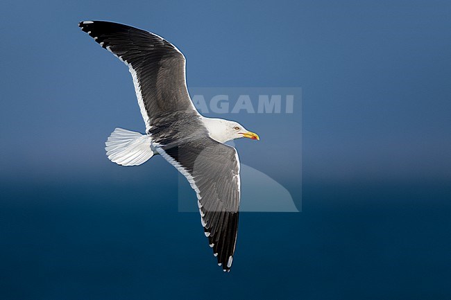 Adult Lesser Black-backed Gull, Larus fuscus intermedius, in Italy. stock-image by Agami/Daniele Occhiato,
