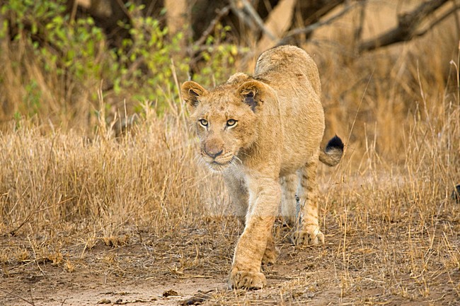 Jonge Afrikaanse Leeuw; Young African Lion stock-image by Agami/Marc Guyt,