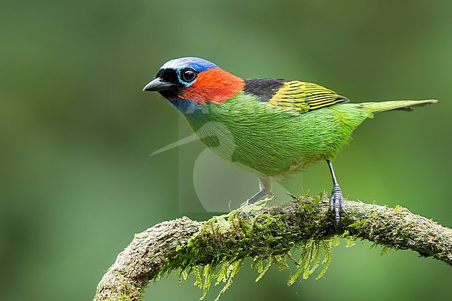 Red-necked Tanager (Tangara cyanocephala) perched on a branch in the Atlantic Rainforest of Brazil. stock-image by Agami/Glenn Bartley,