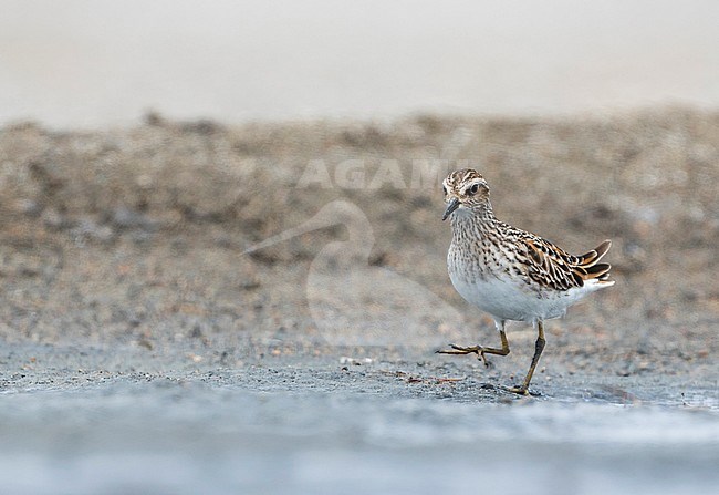 Long-toed Stint - Langzehen-Strandläufer - Calidris subminuta, Russia, adult stock-image by Agami/Ralph Martin,