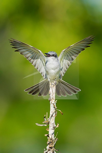 Adult Gray Kingbird (Tyrannus dominicensis) in Miami-Dade County, Florida, United States. stock-image by Agami/Brian E Small,