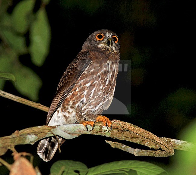 Brown Boobook (Ninox scutulata) during the night in rain forests of Sumatra in Indonesia stock-image by Agami/Pete Morris,