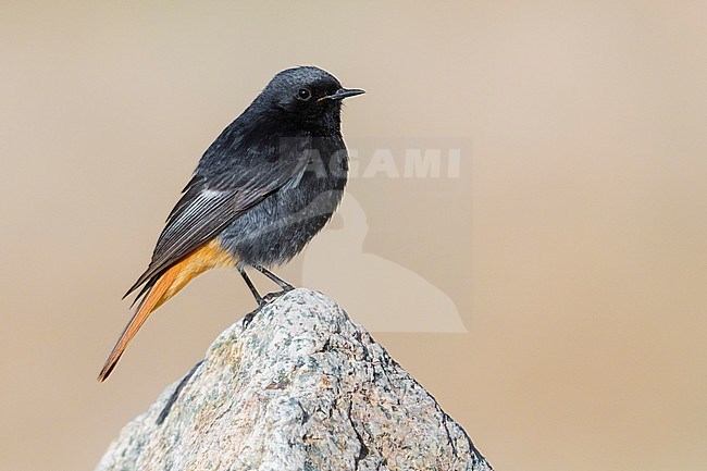 Black Redstart (Phoenicurus ochruros gibraltariensis), adult male standing on a stone stock-image by Agami/Saverio Gatto,