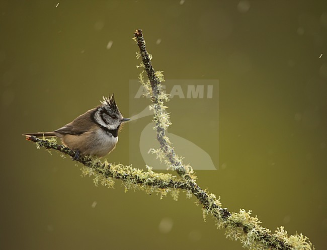 Kuifmees zittend op takje in de regen, European Crested Tit perched on a branch in the rain stock-image by Agami/Danny Green,
