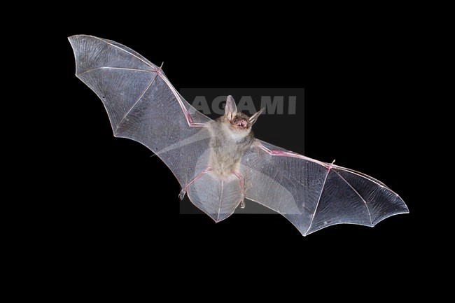 Vale Vleermuis, Greater Mouse-Eared Bat, Myotis Myotis stock-image by Agami/Theo Douma,