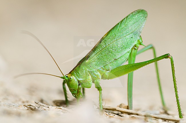Ei afzettend vrouwtje Kleine groene sabelsprinkhaan, Egg laying female Katydid stock-image by Agami/Rob de Jong,