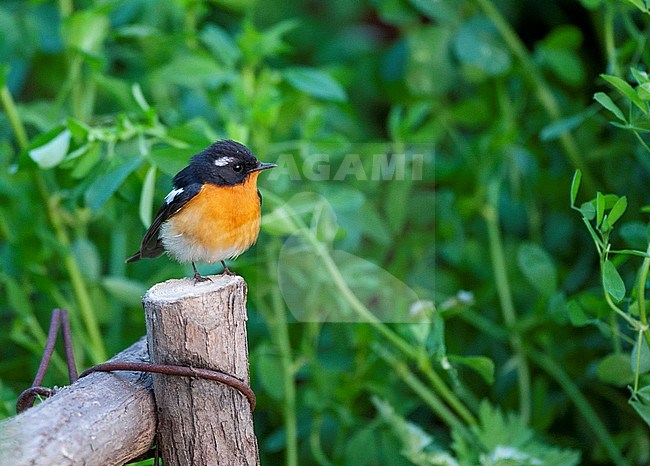 Male Mugimaki Flycatcher (Ficedula mugimaki) during spring migration on the east coast of China. Perched on wooden garden fench post. stock-image by Agami/Marc Guyt,