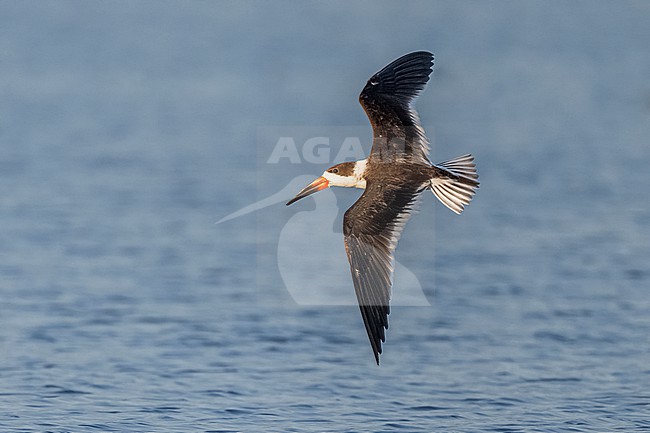 Black Skimmer (Rynchops niger) flying over water in Florida USA. stock-image by Agami/Marcel Burkhardt,