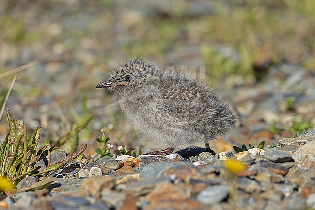 Antarctic Tern (Sterna vittata) chick on South Georgia. stock-image by Agami/Pete Morris,