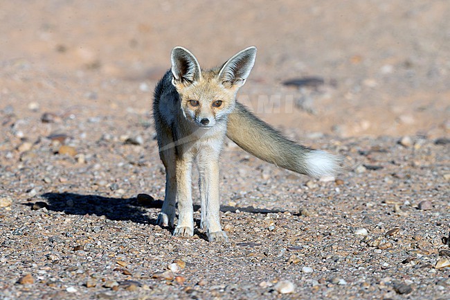 Young Ruppell's Fox (Vulpes rueppelli) near the den. stock-image by Agami/David Monticelli,