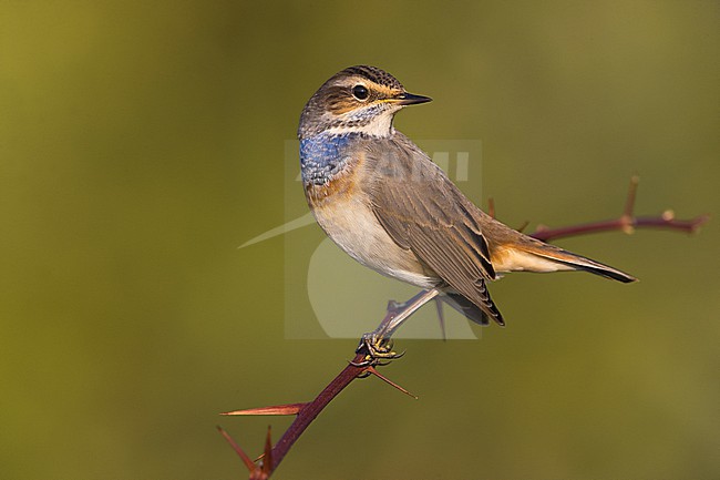 Male Bluethroat, Luscinia svecica, in Italy during autumn migration. stock-image by Agami/Daniele Occhiato,