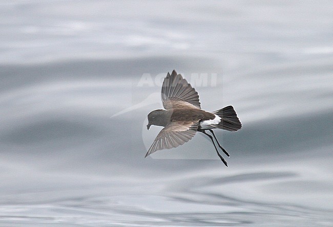  stock-image by Agami/Pete Morris,