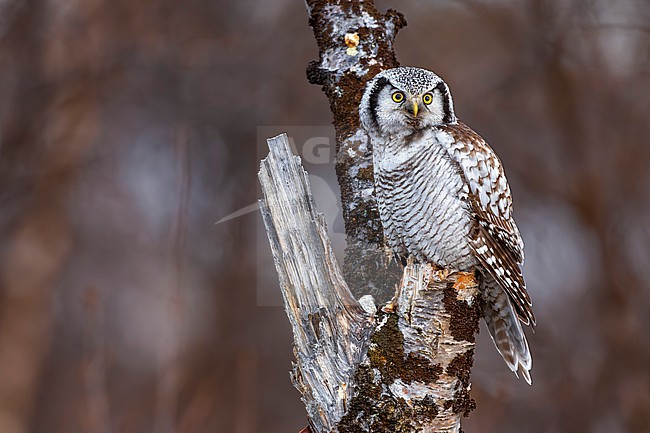 Northern Hawk Owl, Surnia ulula, in Norway. stock-image by Agami/Daniele Occhiato,