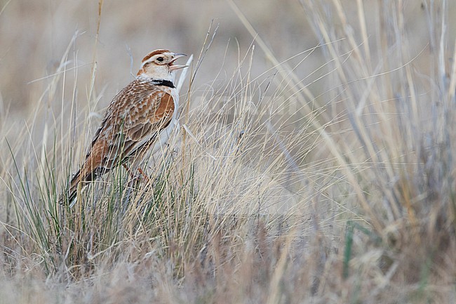Adult Mongolian Lark (Melanocorypha mongolica), Russia. On the Russian Steppes. stock-image by Agami/Ralph Martin,