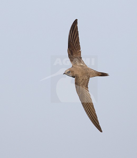 Alpengierzwaluw in vlucht, Alpine Swift in flight stock-image by Agami/Mike Danzenbaker,