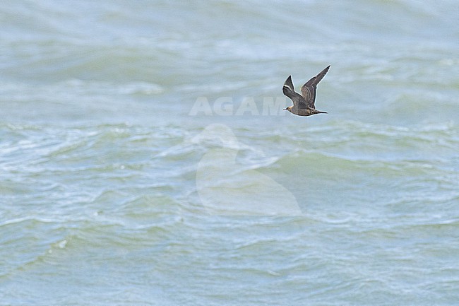  stock-image by Agami/Menno van Duijn,