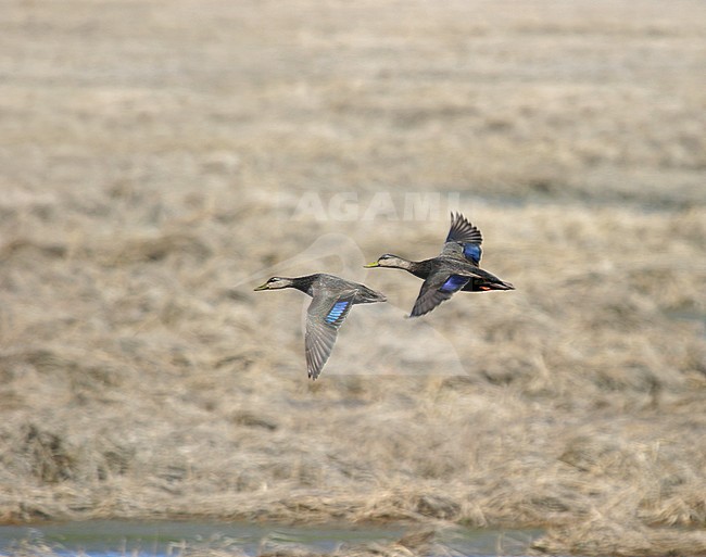 American Black Duck, Anas rubripes, at Brigantine, New Jersey, USA stock-image by Agami/Helge Sorensen,
