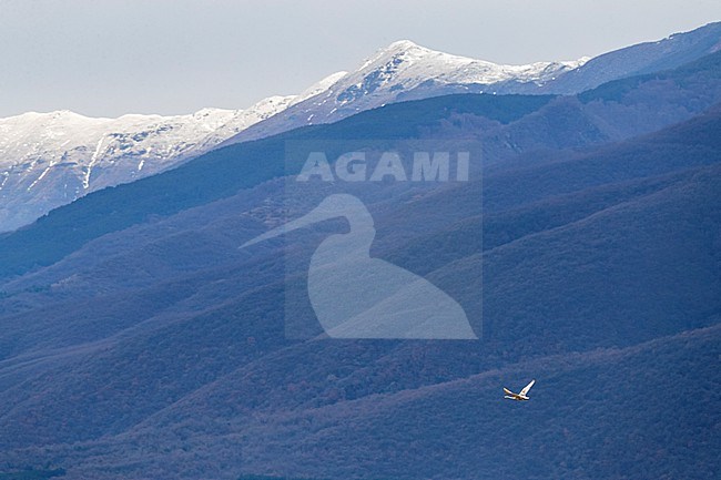 Immature Whooper Swan (Cygnus cygnus) wintering at Lake Kerkini in Greece. stock-image by Agami/Marc Guyt,