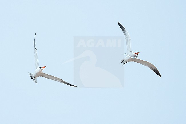 Two Caspian Terns (Hydroprogne caspia) in flight, including an adult with a halfbeak (hemiramphidae) fish in the bill and an immature begging for the fish. stock-image by Agami/David Monticelli,