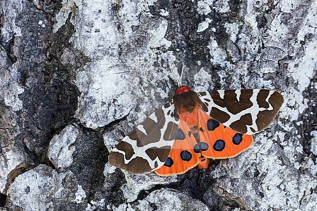 Arctia caja - Garden tiger moth - Brauner Bär, Germany (Baden-Württemberg), imago stock-image by Agami/Ralph Martin,