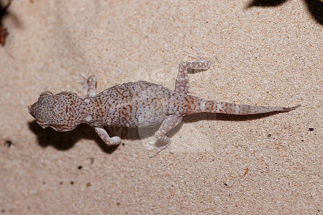 Eastern Sand Gecko (Stenodactylus leptocosymbotes) taken the 25/02/2023 at Al-Wusta - Oman. stock-image by Agami/Nicolas Bastide,