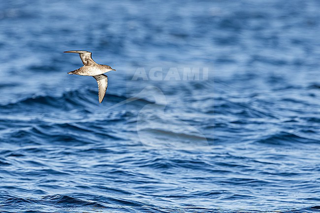  stock-image by Agami/Menno van Duijn,