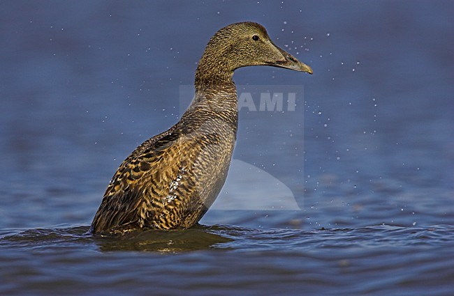 Eider vrouwtje in water; Common Eider female in water stock-image by Agami/Menno van Duijn,