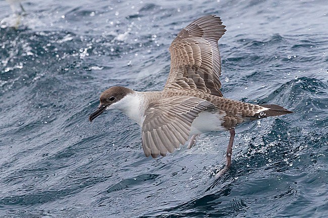 Great Shearwater (Ardenna gravis), individual taking off from the water, Western Cape, South Africa stock-image by Agami/Saverio Gatto,