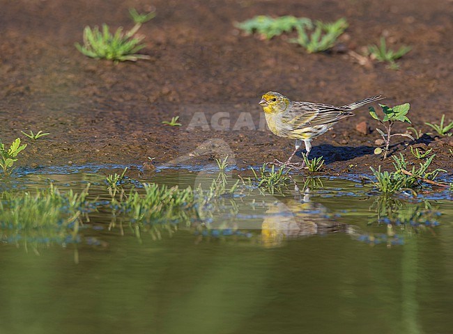 Atlantic Canary, Serinus canaria, during autumn on the Azores. stock-image by Agami/Marc Guyt,