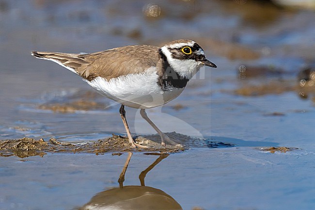 Adult Northern Little Ringed Plover (Charadrius dubius curonicus) sitting in parking of Brussels harbour in Neder-Over-Heembeek, Brussels, Brabant, Belgium. stock-image by Agami/Vincent Legrand,