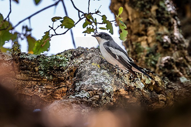 First summer male Atlas Flycatcher
Ficedula speculigera) perched on a tree in Tamentout forest, Kabylia, Algeria. stock-image by Agami/Vincent Legrand,