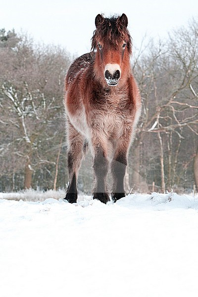 Exmoorpony in natuurgebied de Delleboersterheide, Exmoorpony in nature reserve the Delleboersterheide stock-image by Agami/Wil Leurs,