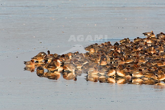 Grote groep overwinterende Smienten; Large flock of wintering Eurasian Wigeons stock-image by Agami/Marc Guyt,